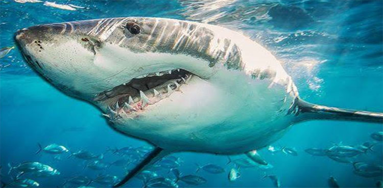 shark attack husband wife Australia