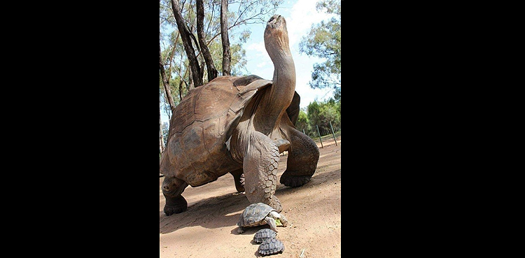 oldest tortoise