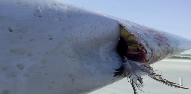 Over 65 cases of bird strike reported in 2019