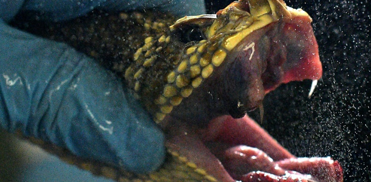 Brazil deadly snakes life-saving venom