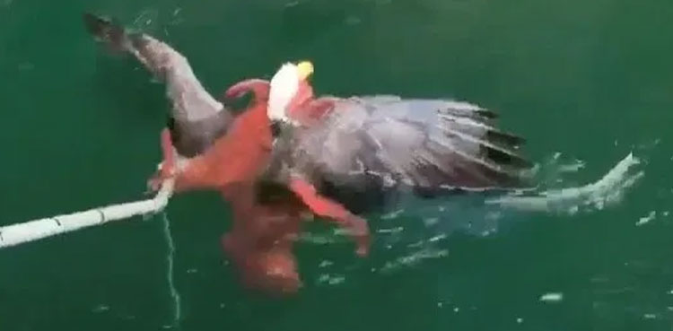 Bald eagle