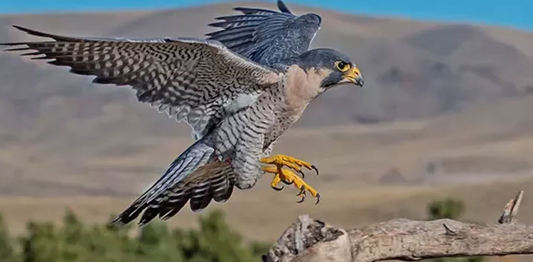 Falcons smuggle hawks rare breed