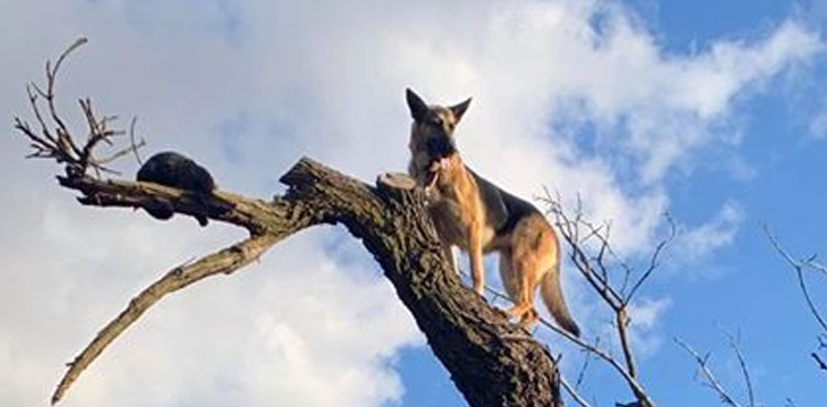 German Shepherd