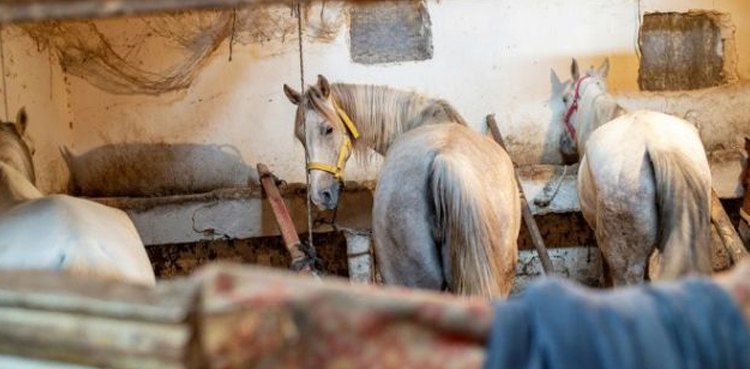 Istanbul ban carriage rides horses deaths