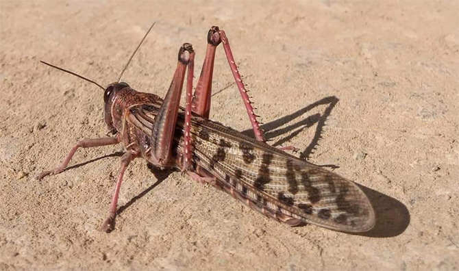 locust swarms
