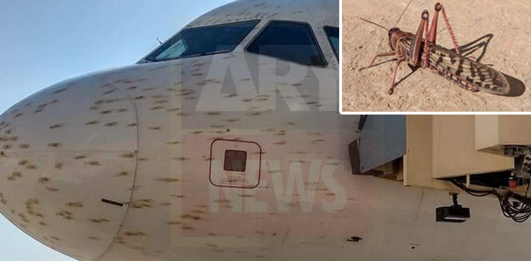 Locusts PIA plane strike at aircraft