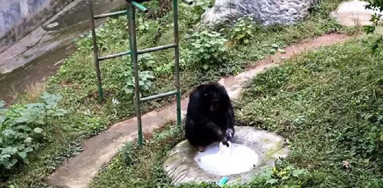 Chimpanzee
