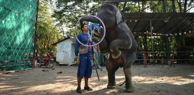 Elephants, Thailand