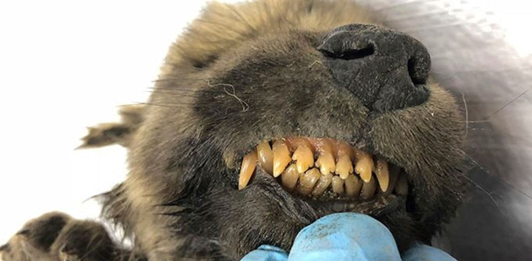 Siberia 18,000-year-old frozen puppy