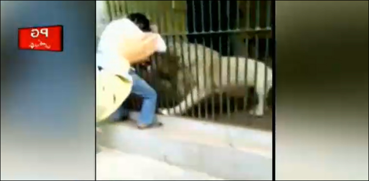 Karachi lion attack