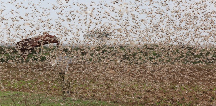 Sindh, locusts, agriculture minister
