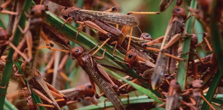 locusts, balochistan