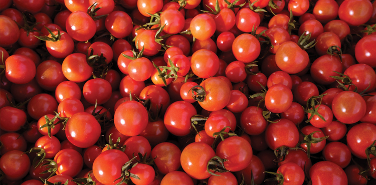 Badin Tomato supplies