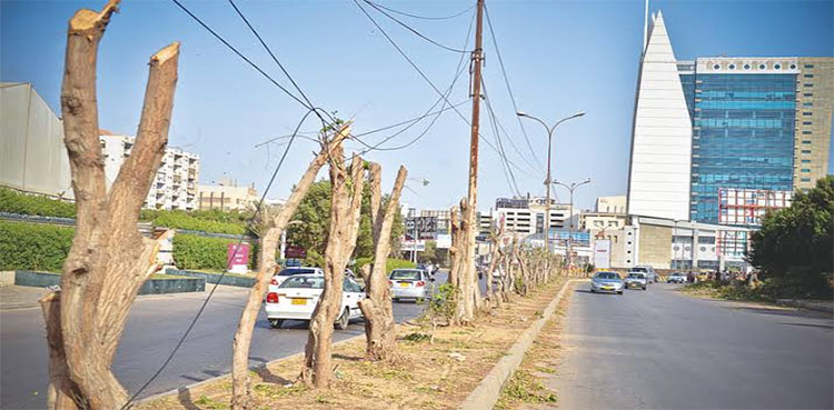 BRT tree-cutting case, Mayor Karachi, SHC