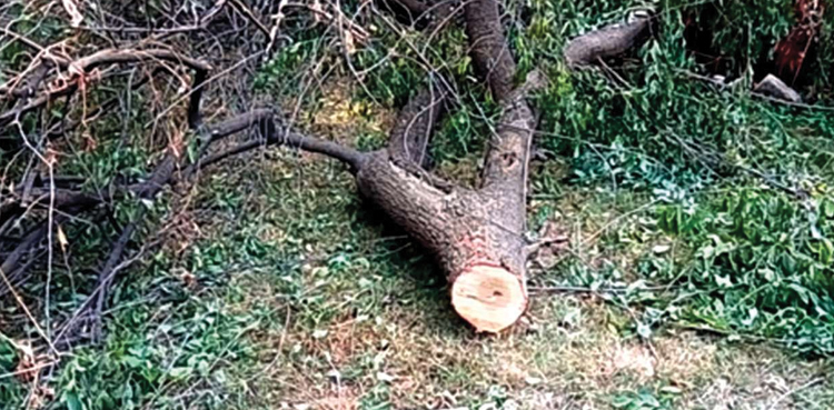 timber theft Pakpattan