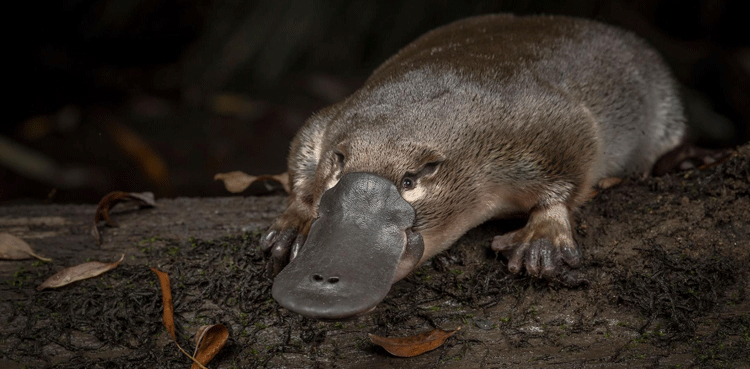 Australia fires endangered species