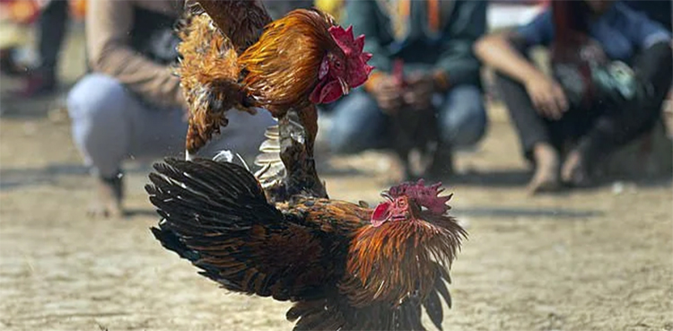rooster man cockfight