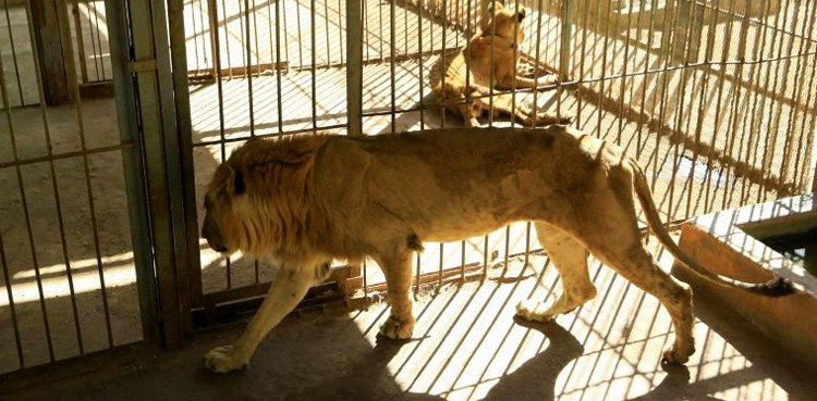 Lions, Sudan