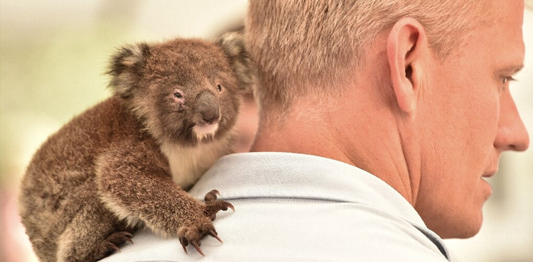 Makeshift koala hospital bushfire Australia