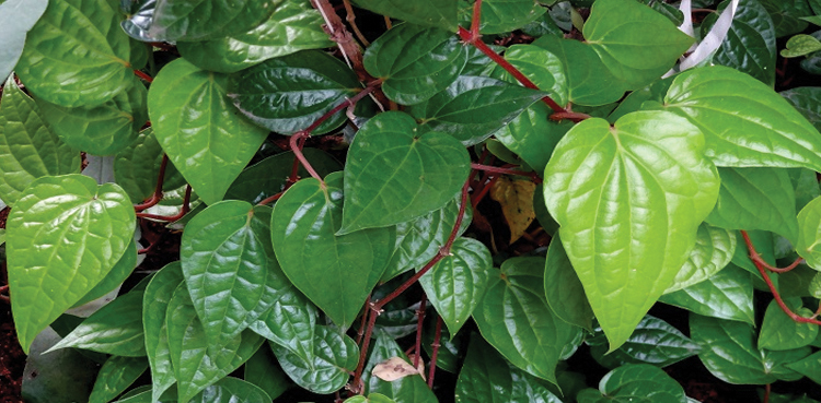 new nab law, betel leaves smuggling cases