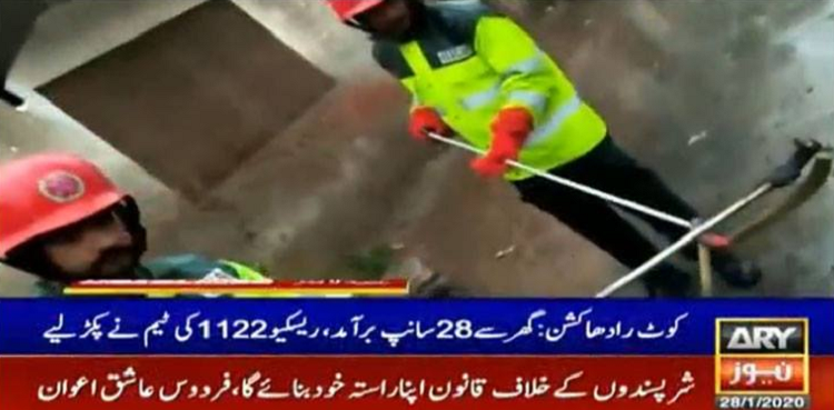 kot radha kishan Snakes Found