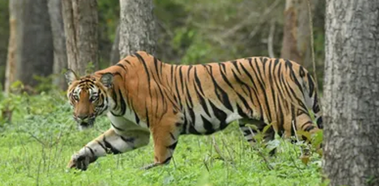 Tiger kills woman