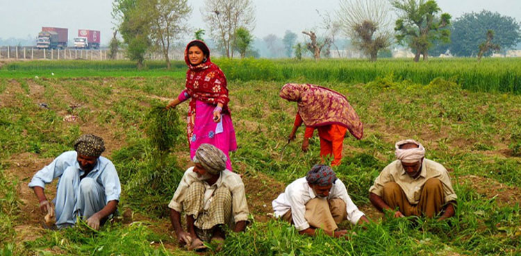 Farming Pakistan Agriculture