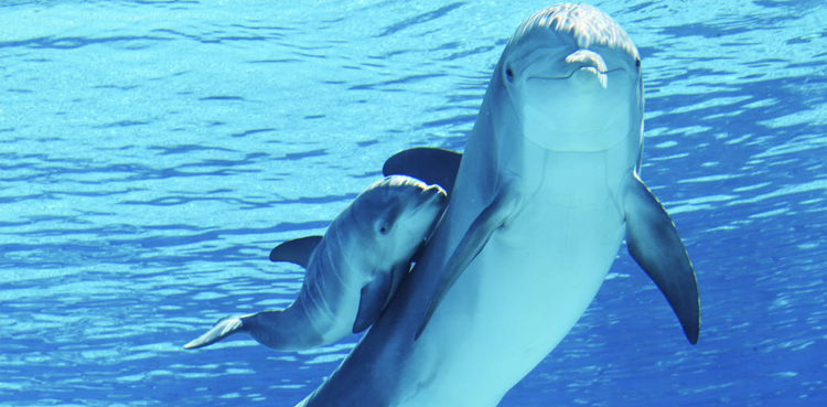 Celebrity survivalist Gary Golding eating dead baby dolphin