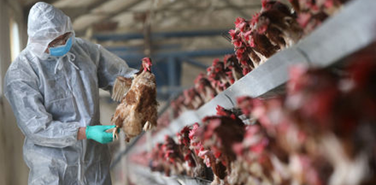 U.S. raises risk level of bird flu