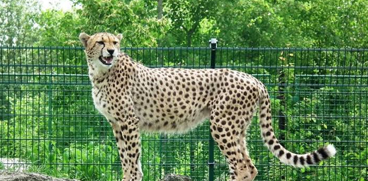peshawar high court cheetah