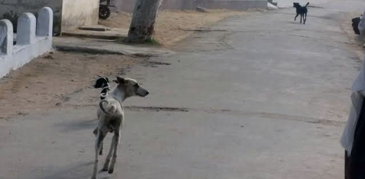 Stray Dog Crackdown