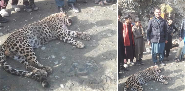 snow leopard killed swat