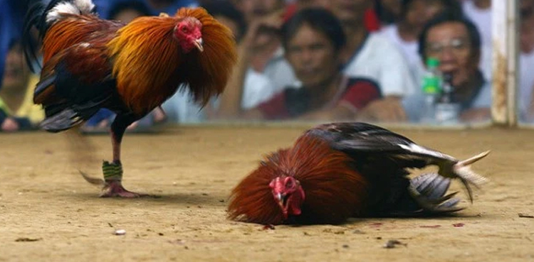 Court lawsuit ban cock fight bullfighting