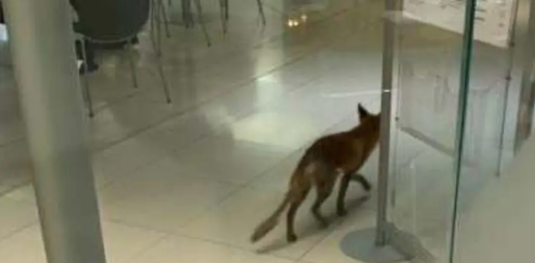 Fox British Parliament