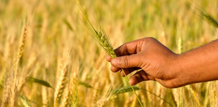 France CRISPR technique gene editing plants