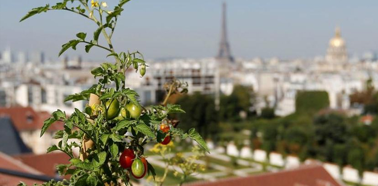 France tomato virus