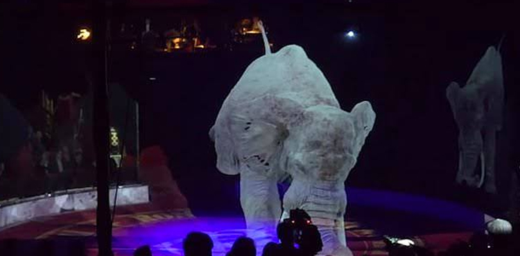 Circus real animals