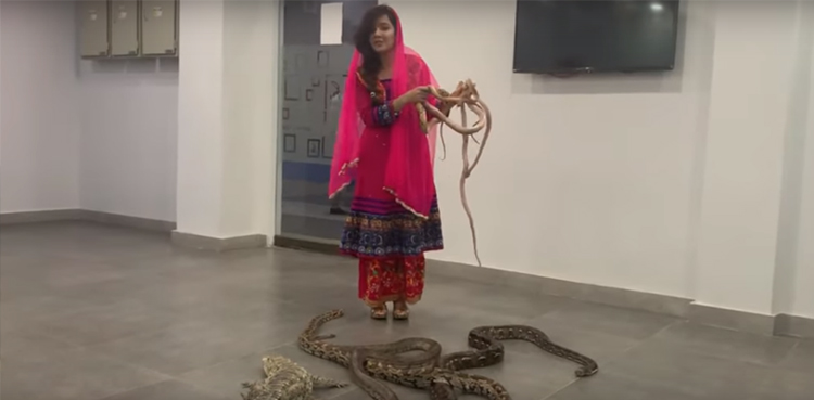 Rabi Pirzada reptiles exotic animals case wildlife