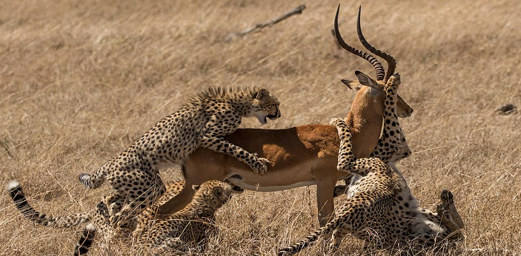 Impala