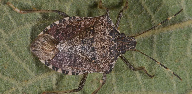 France anti-bed bug campaign