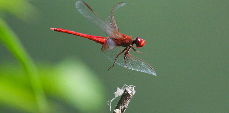 insect species extinction earth scientists