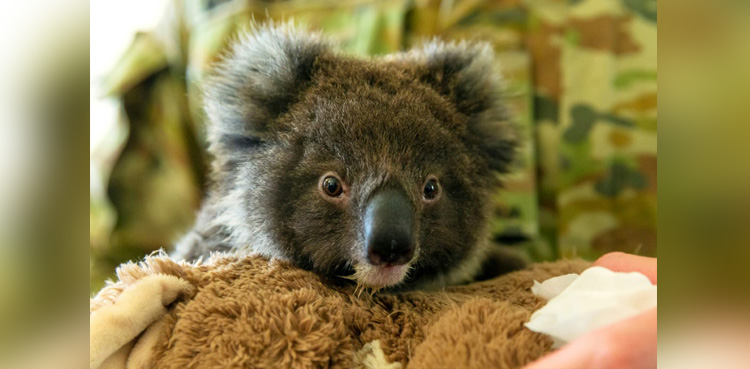 koalas , Australia