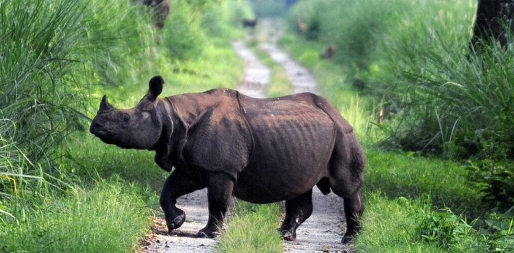 Rhinos anthrax infection India