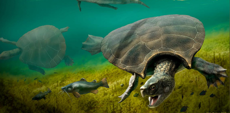 turtle