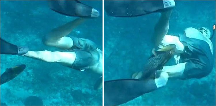 Bali Diver Under fish Attack