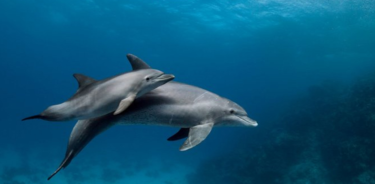Namibia probe dolphins death
