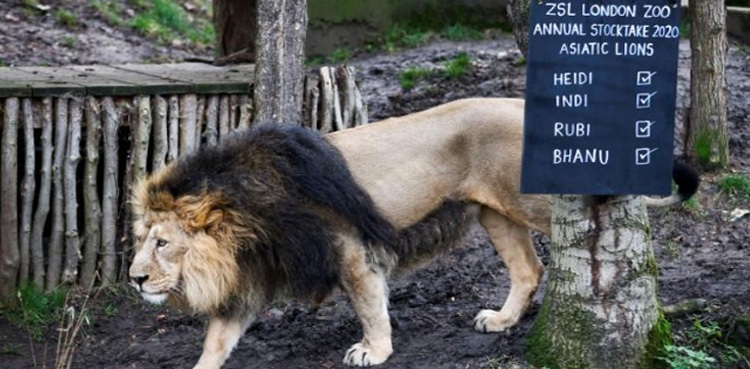 Coronavirus world oldest zoo London zoo