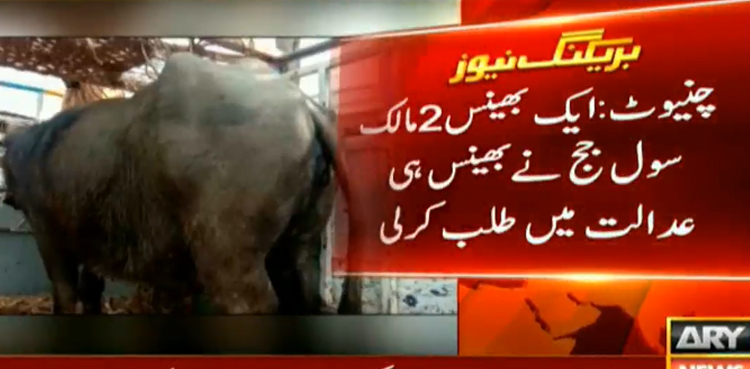 Judge call up notice buffalo court Chiniot