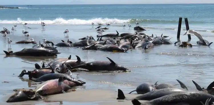 dolphin project