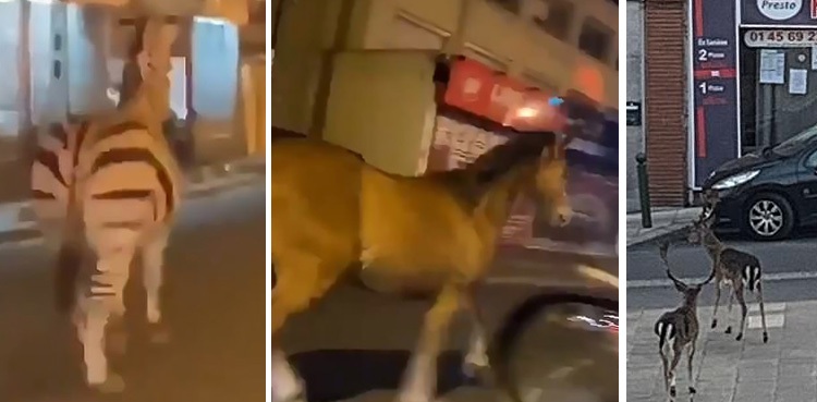 Animals streets coronavirus lockdown